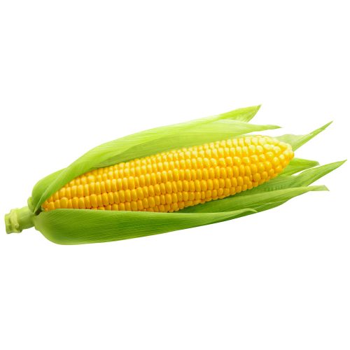 corn corn